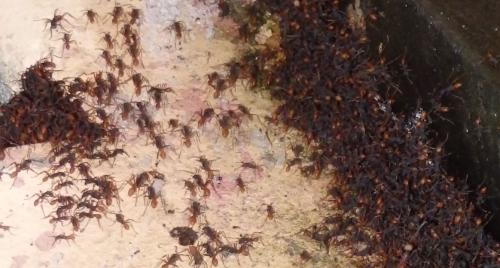 Eciton sp.